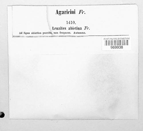 Gloeophyllum abietinum image